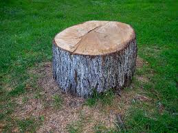 Best Tree Maintenance Programs  in Goodland, IN