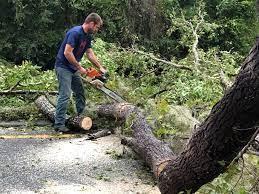 Best Root Management and Removal  in Goodland, IN