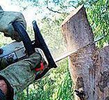 Best Utility Line Clearance  in Goodland, IN