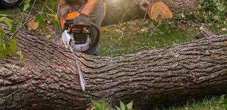 Best Lawn Renovation and Restoration  in Goodland, IN