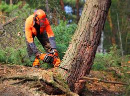 Best Leaf Removal  in Goodland, IN