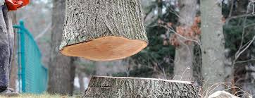 Best Tree Health Inspection  in Goodland, IN