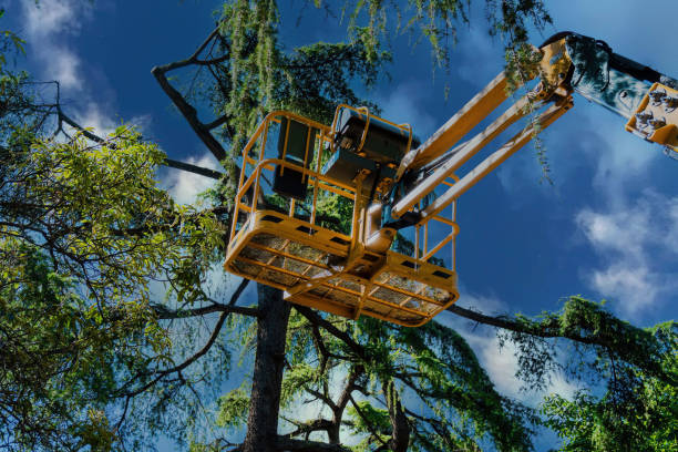 Best Fruit Tree Pruning  in Goodland, IN