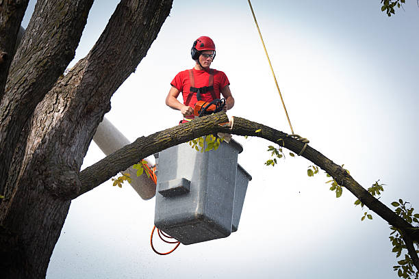 Best Tree Removal  in Goodland, IN