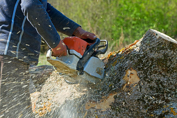 Best Lawn Pest Prevention  in Goodland, IN
