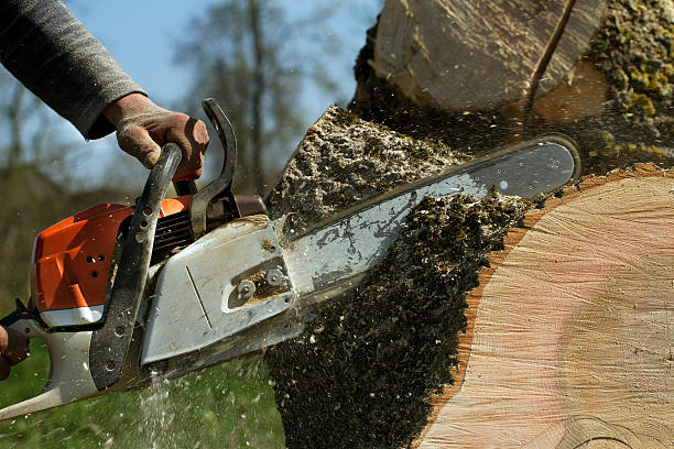 Best Hazardous Tree Removal  in Goodland, IN