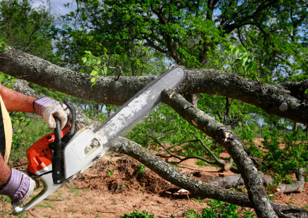 Best Arborist Consultation Services  in Goodland, IN